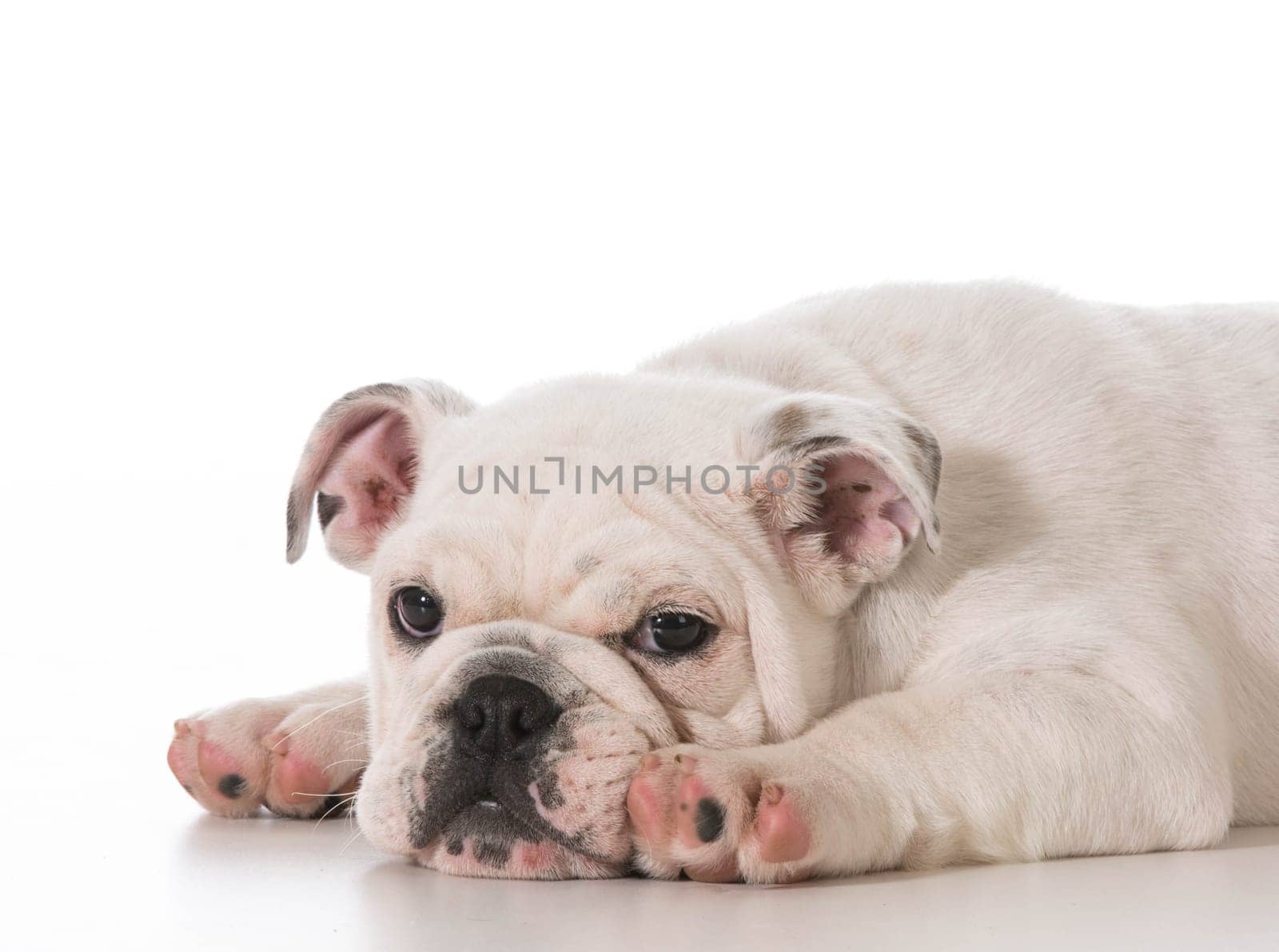 tired english bulldog puppy laying down stretched out on white background