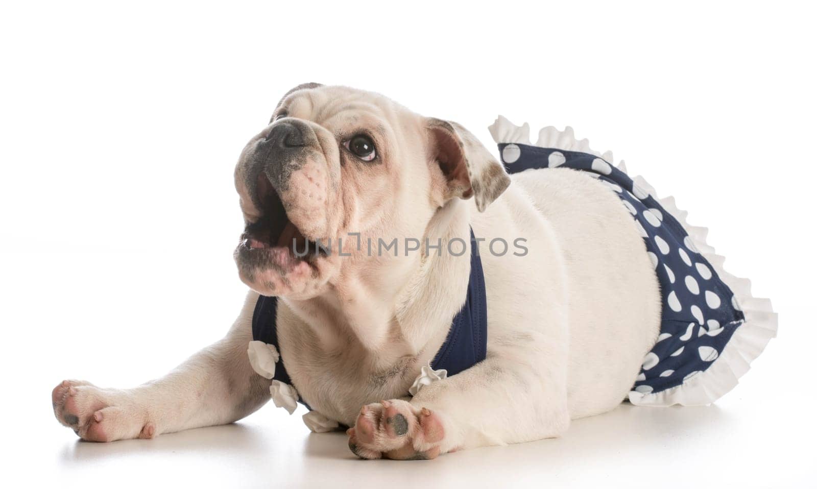 english bulldog puppy wearing polka dot bikini on white background