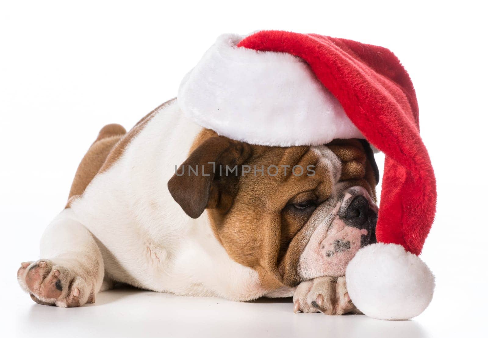 christmas dog - english bulldog puppy wearing santa hat on white background