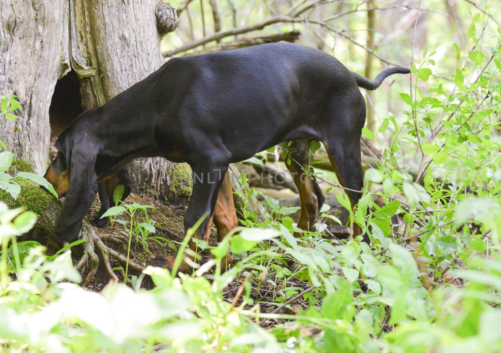 black and tan coonhound smelling out a racoon in a tree