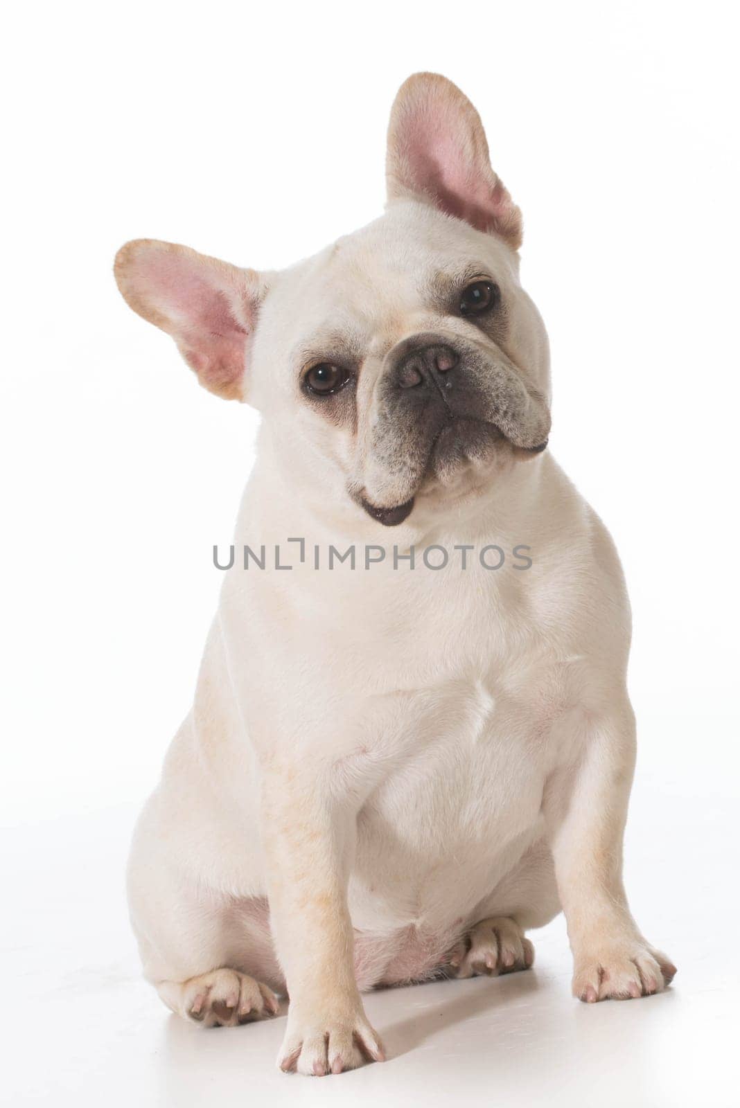 french bulldog puppy sitting looking at viewer on white background