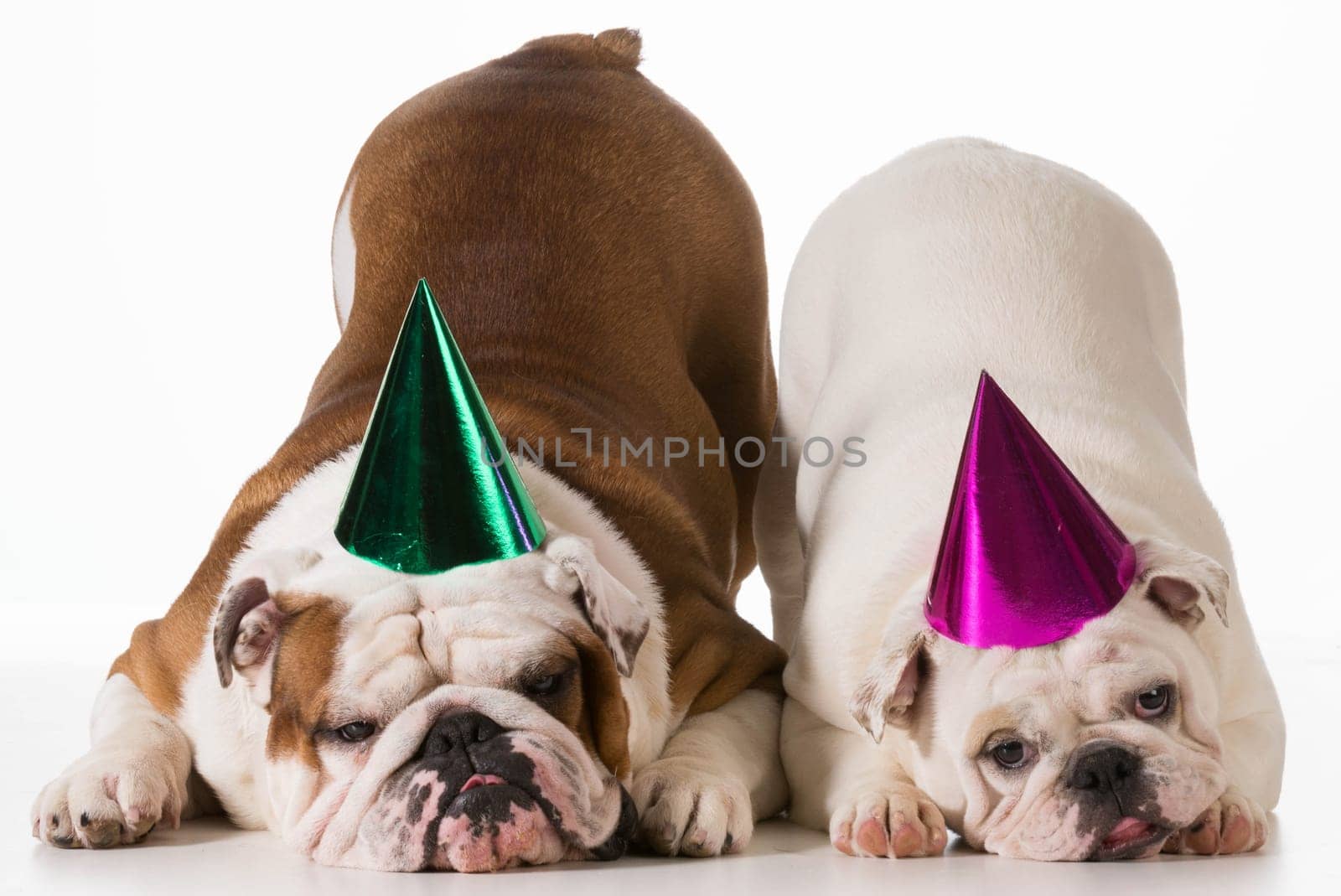 birthday dog - two english bulldogs wearing birthday hats on white background