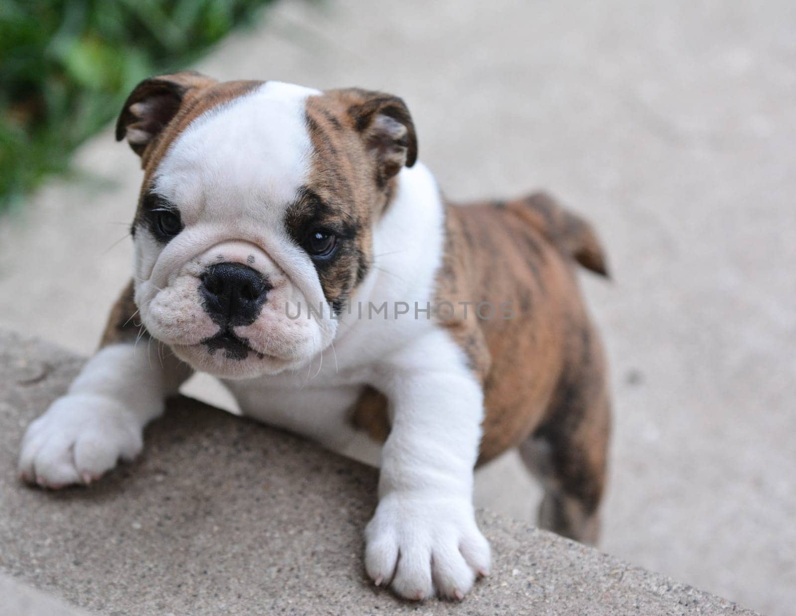 english bulldog puppy climbing up on cement stairs