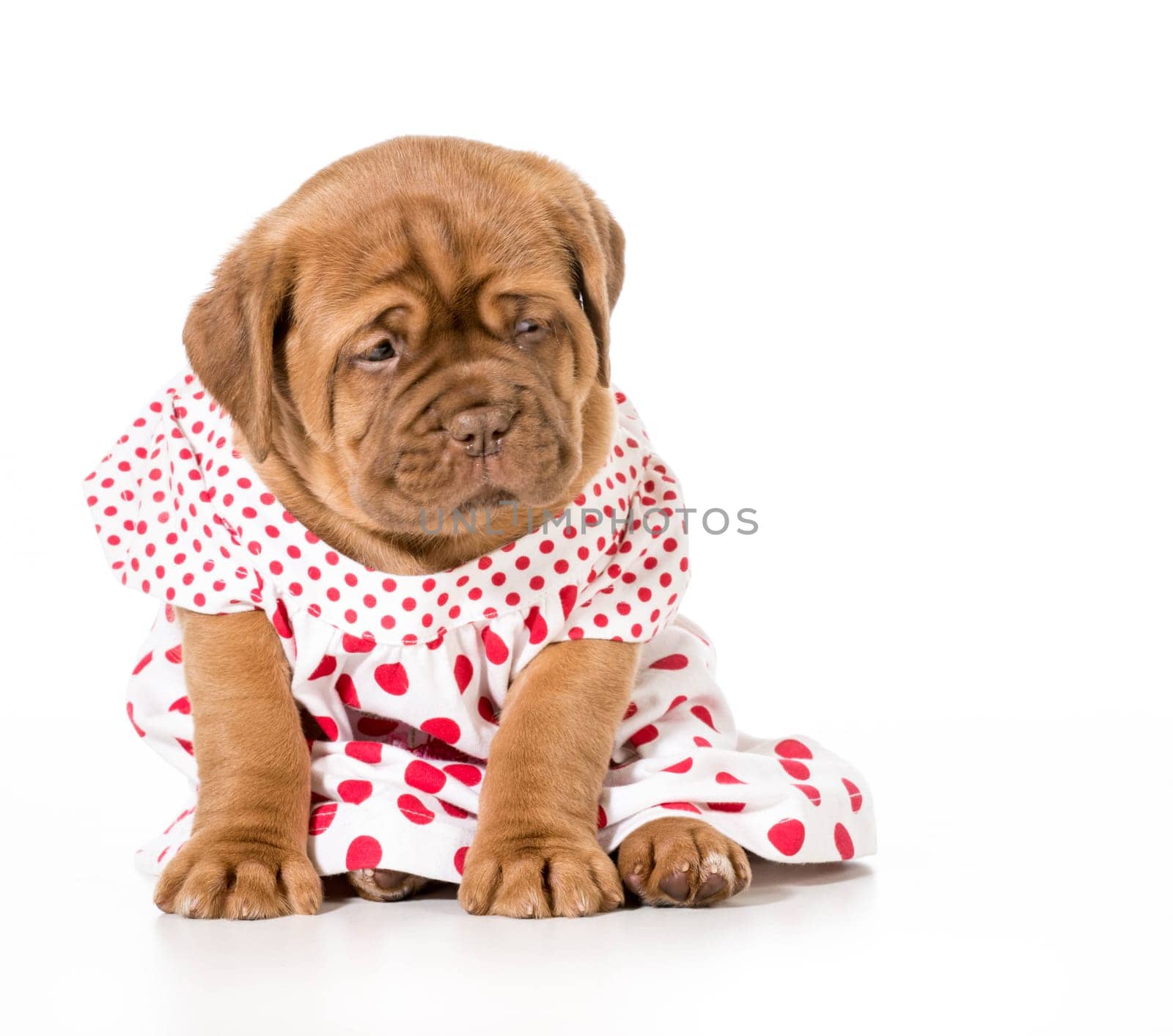 female puppy - dogue de bordeaux wearing a dress - 4 weeks old