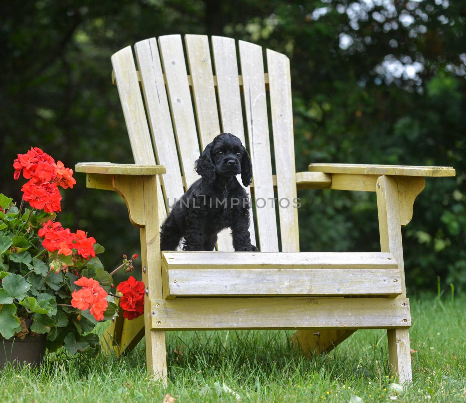 puppy standing on chair beside geranium plant outside in the summer