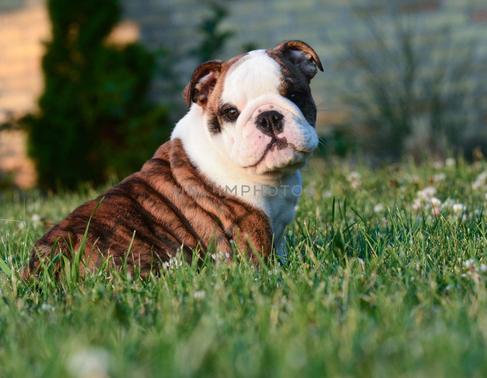 cute english bulldog puppy sitting in the grass