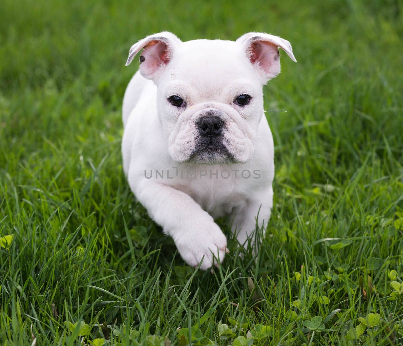 english bulldog running in the grass - 8 weeks old