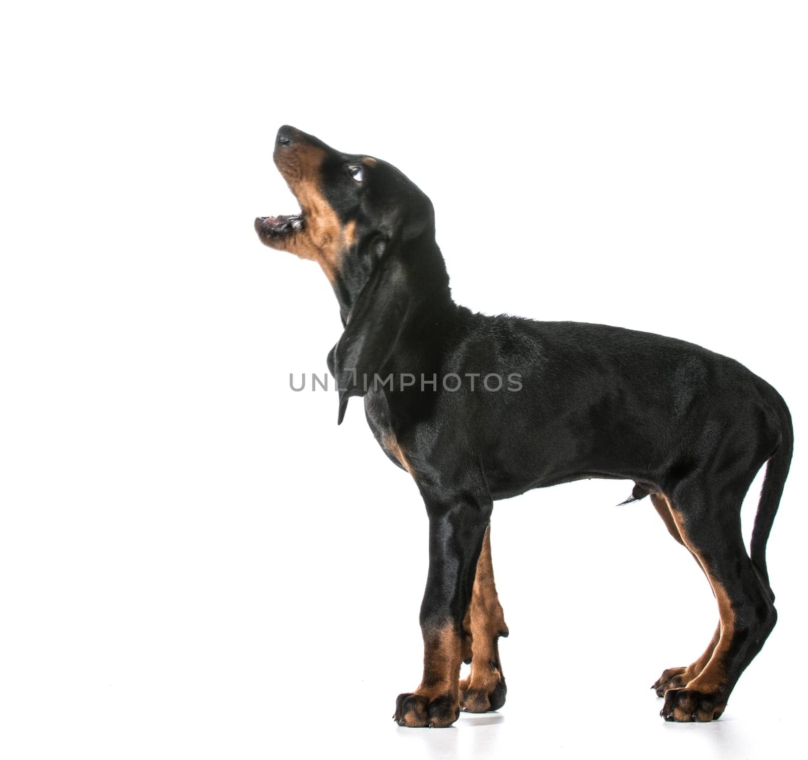 dog barking - black and tan coonhound barking isolated on white