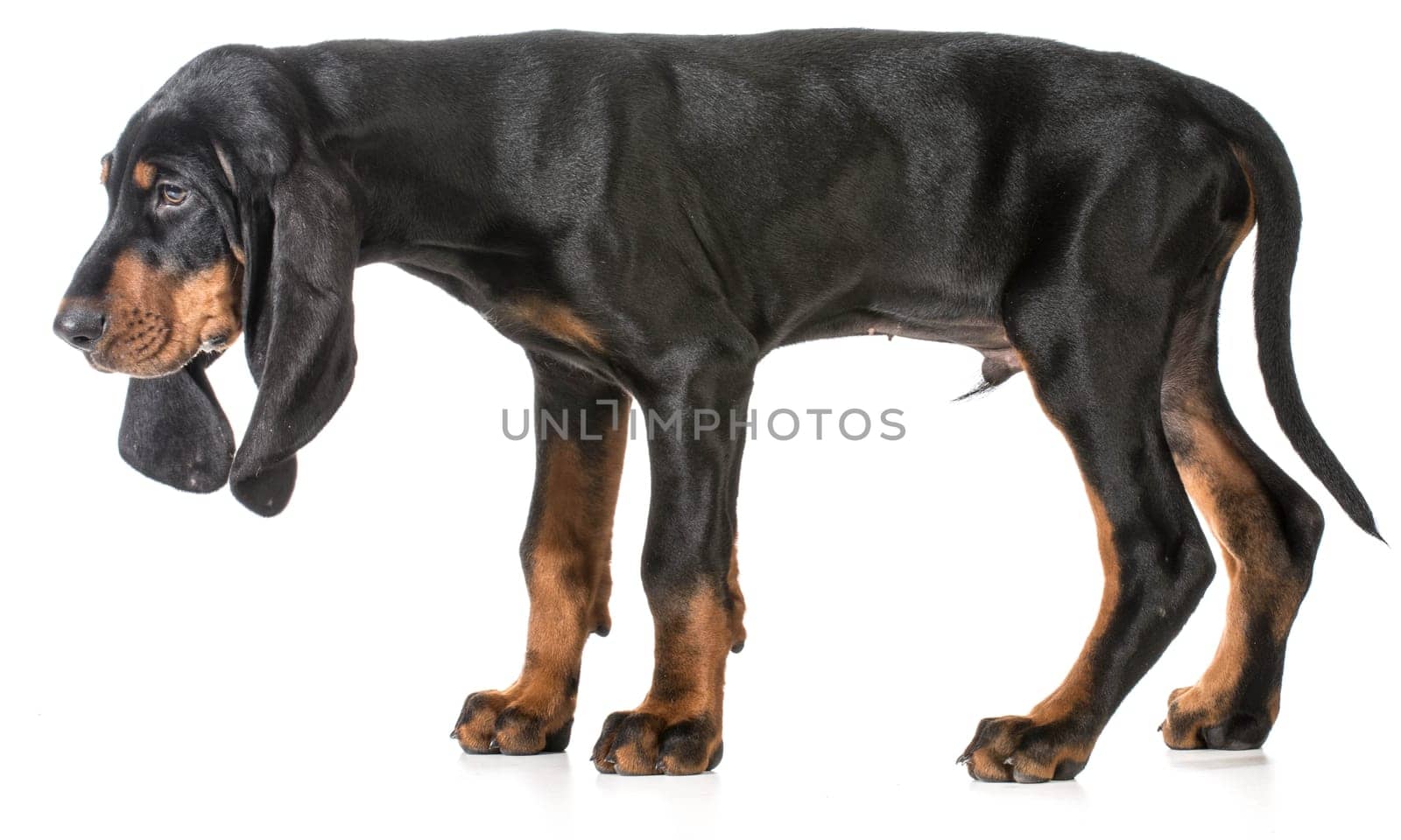 black and tan coonhound puppy on white background
