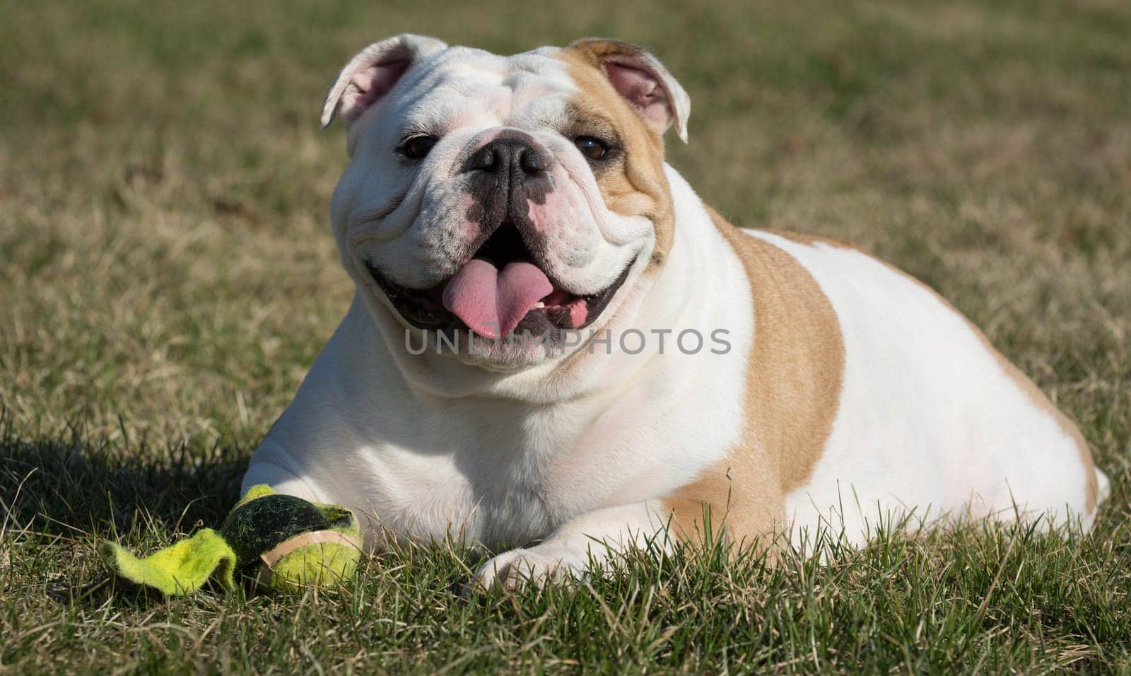 english bulldog playing with tennis ball outside in the grass