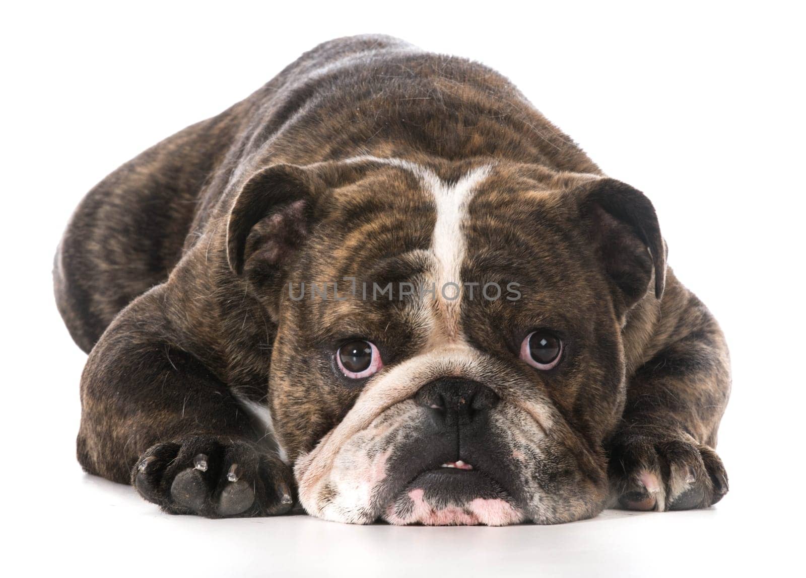 english bulldog with worried expression on white background