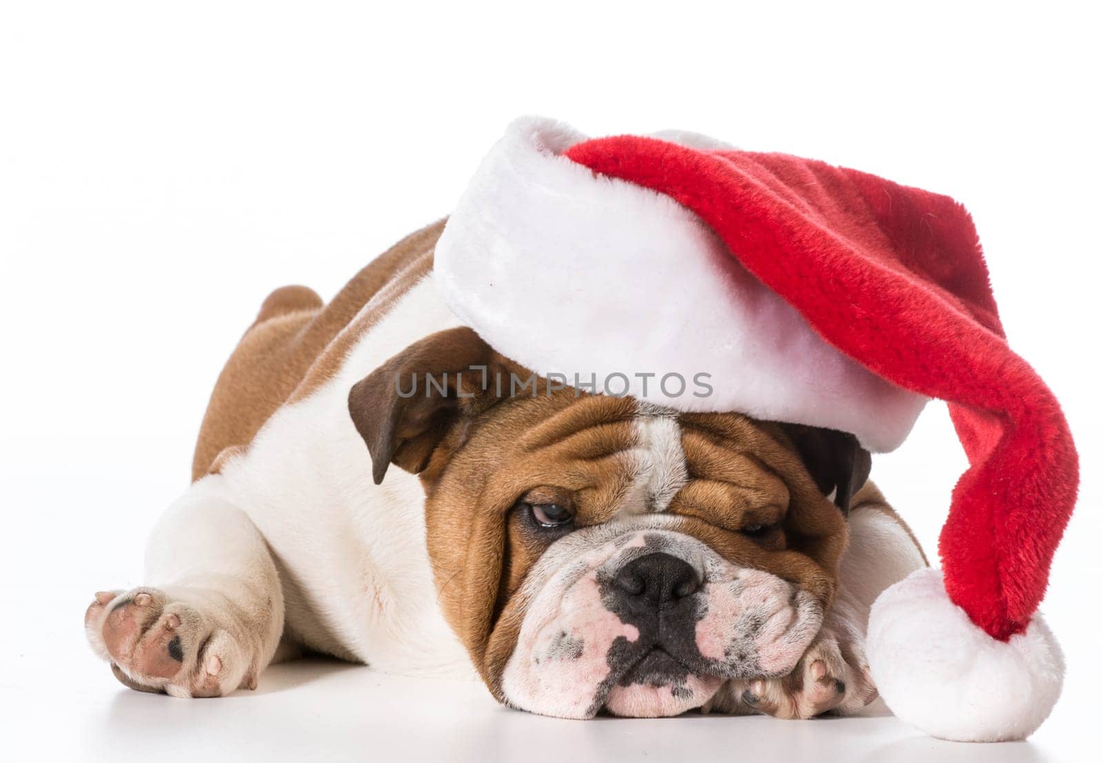 christmas dog - english bulldog puppy wearing santa hat on white background