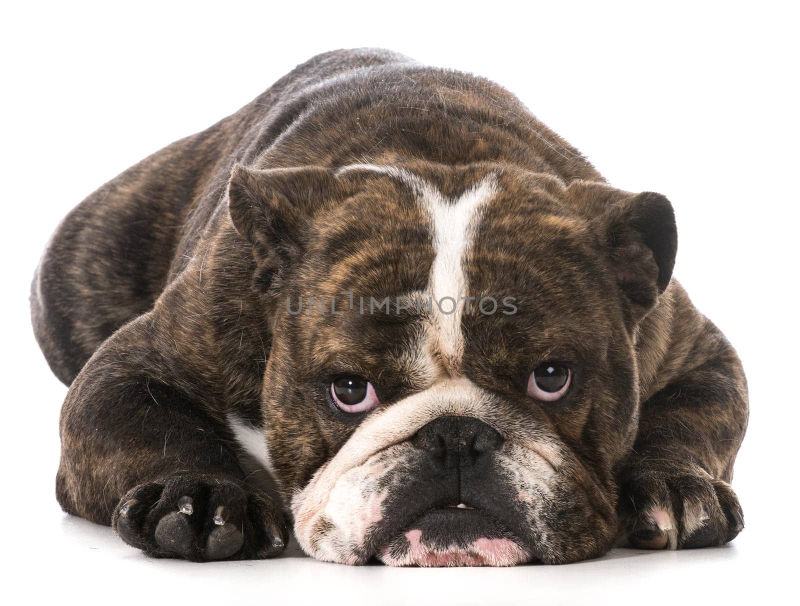english bulldog laying down looking at viewer on white background