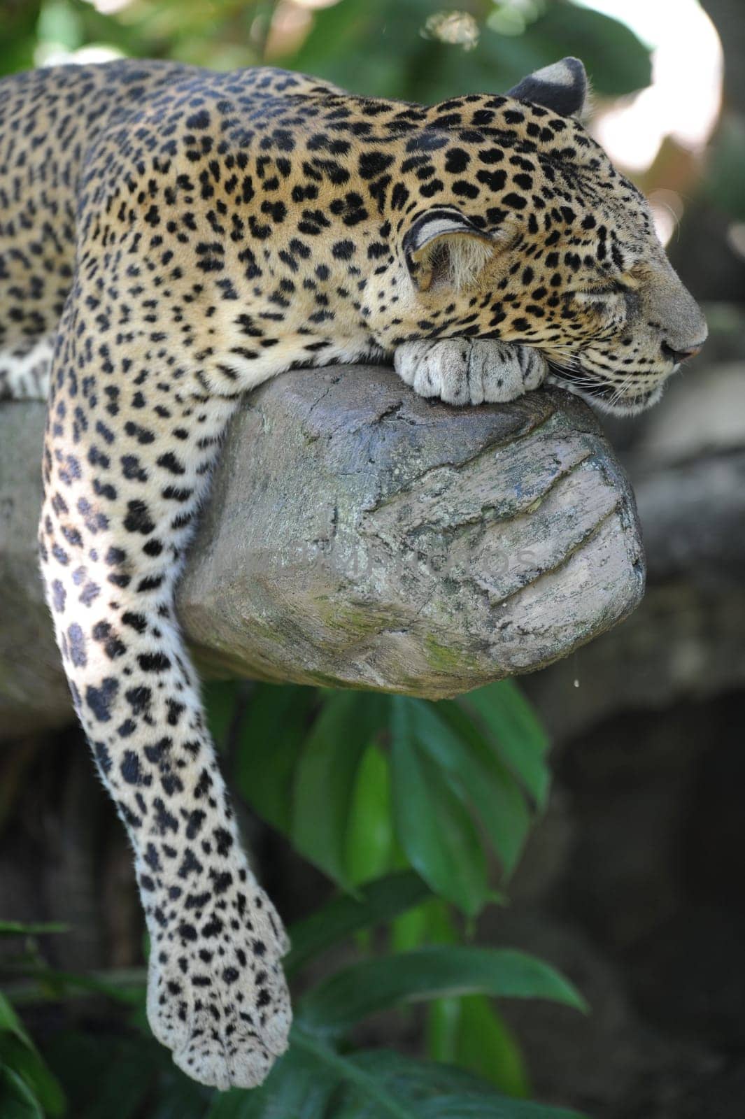 A close up shot of an African Leopard