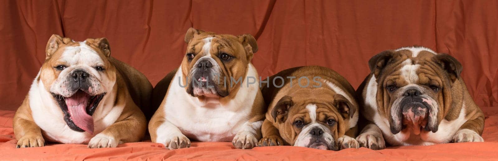four english bulldogs licking their lips lined up in a row