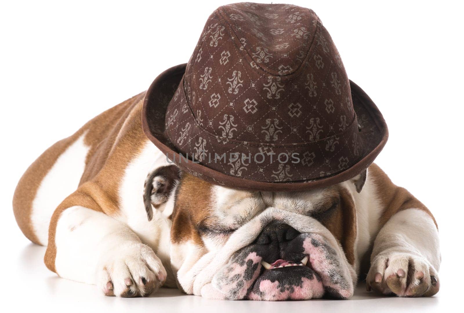 dog wearing fedora isolated on white background - english bulldog