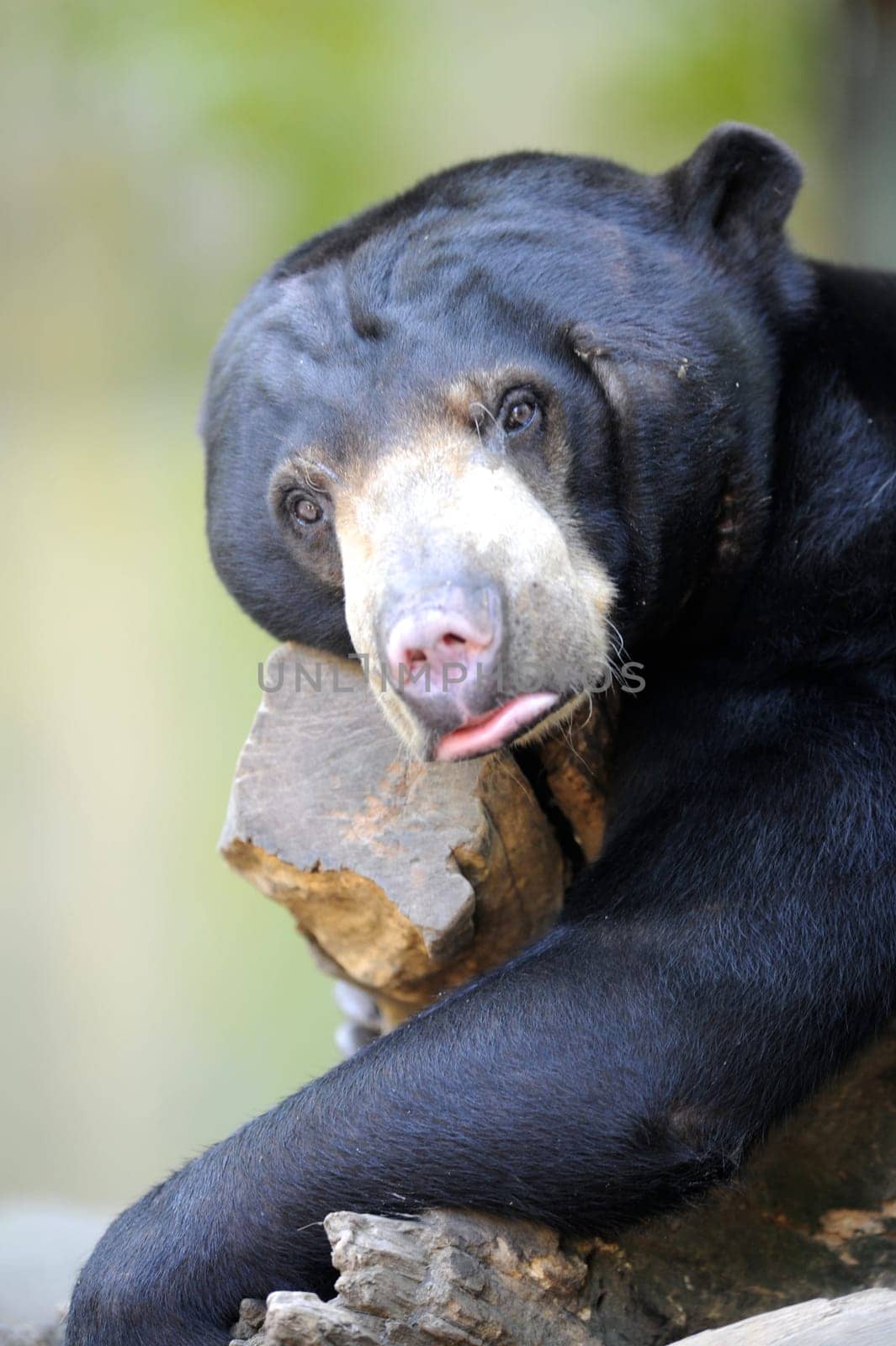 A close up shot of a wild Sun Bear