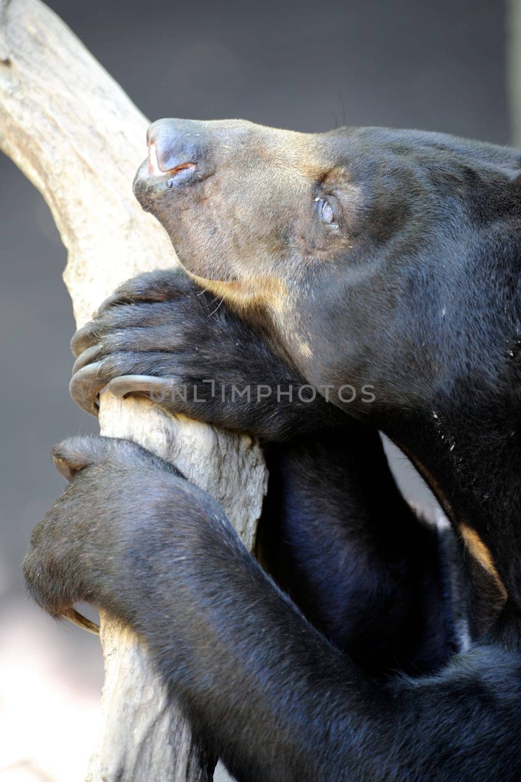 A close up shot of a wild Sun Bear