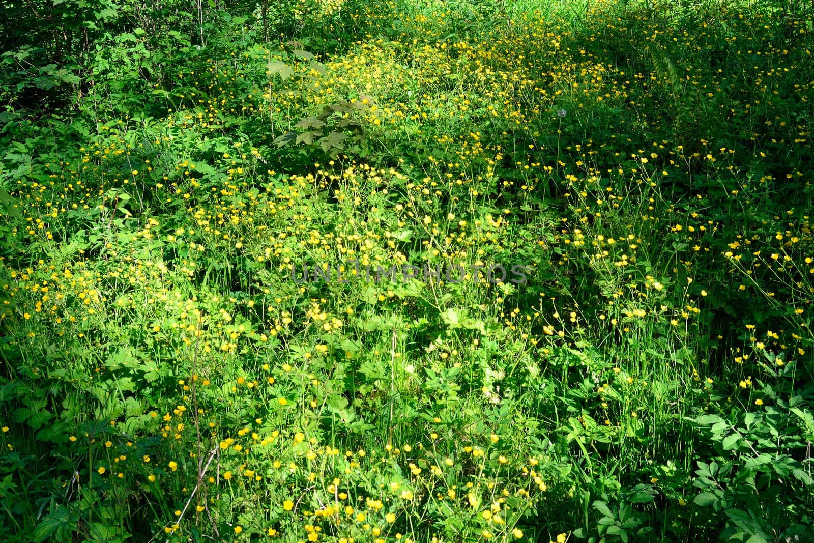 Grass field with plants and flowers