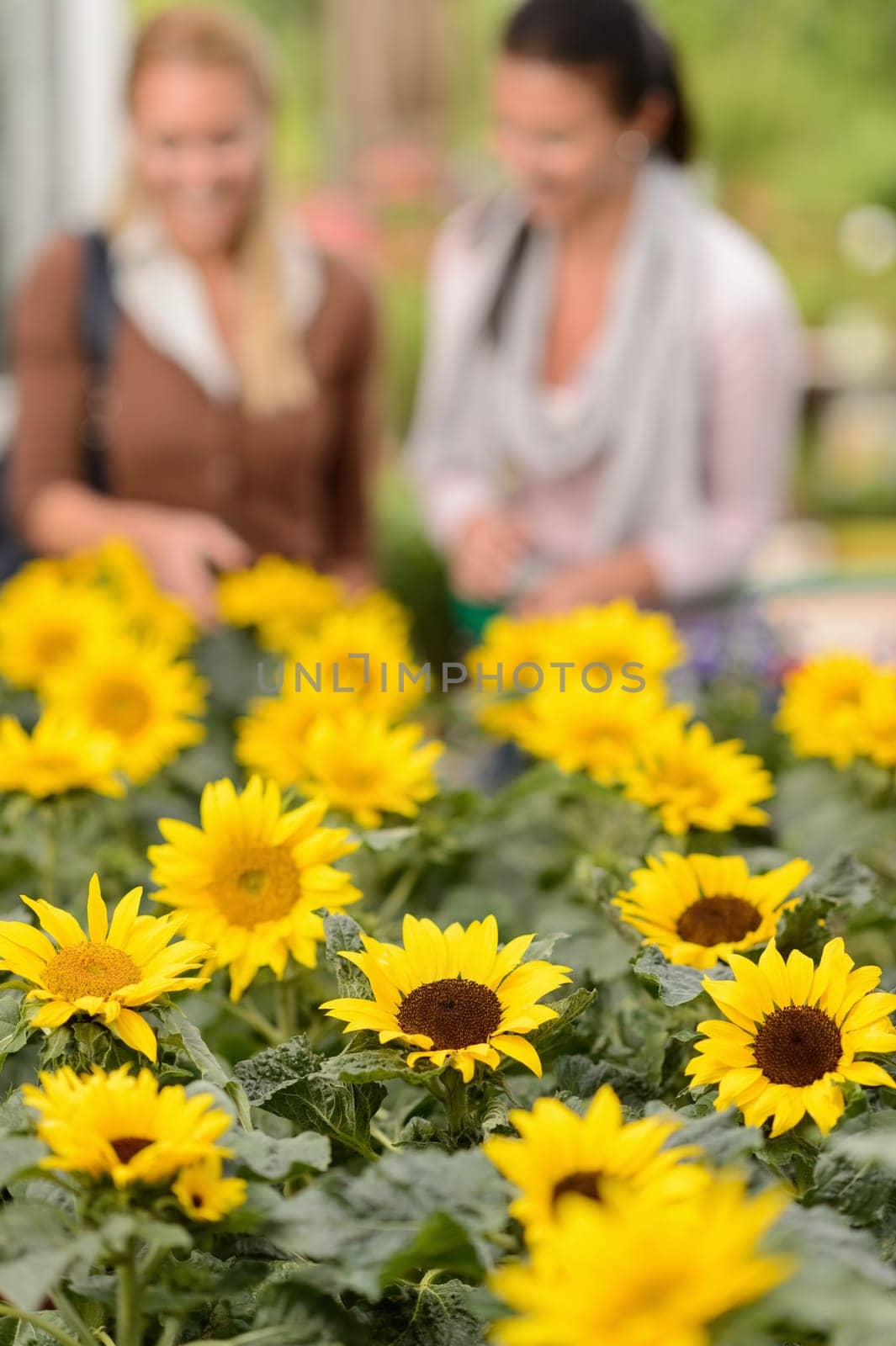 Focus on sunflower flowerbeds two woman shopping in background