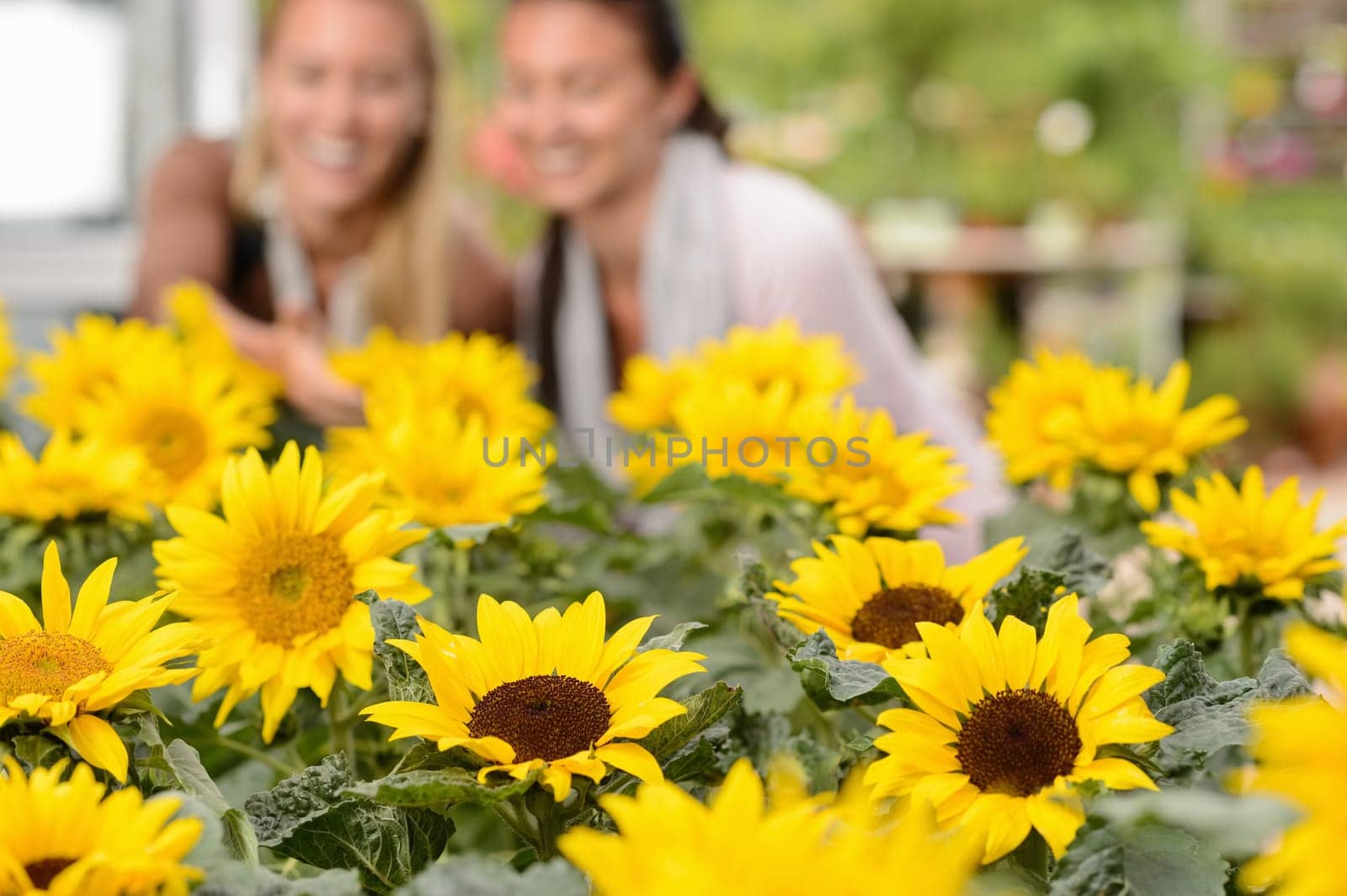 Focus on sunflower flowerbeds two woman smiling in background
