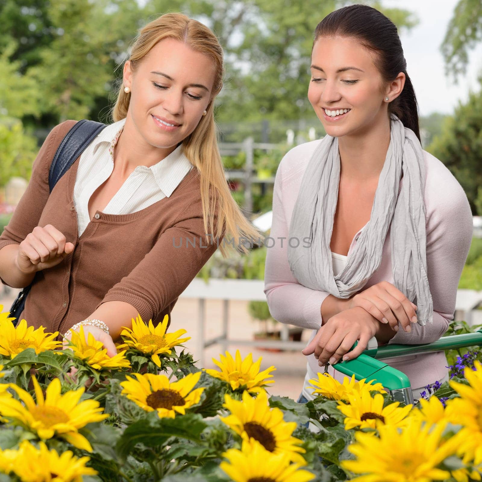 Two woman customers shopping for sunflowers in garden center