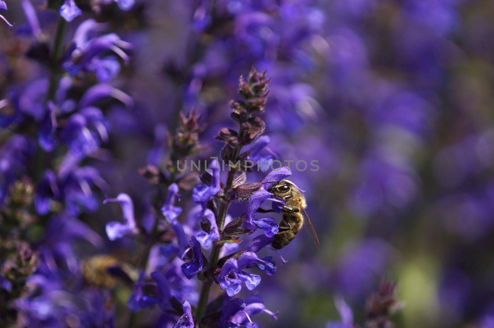 Honey bee