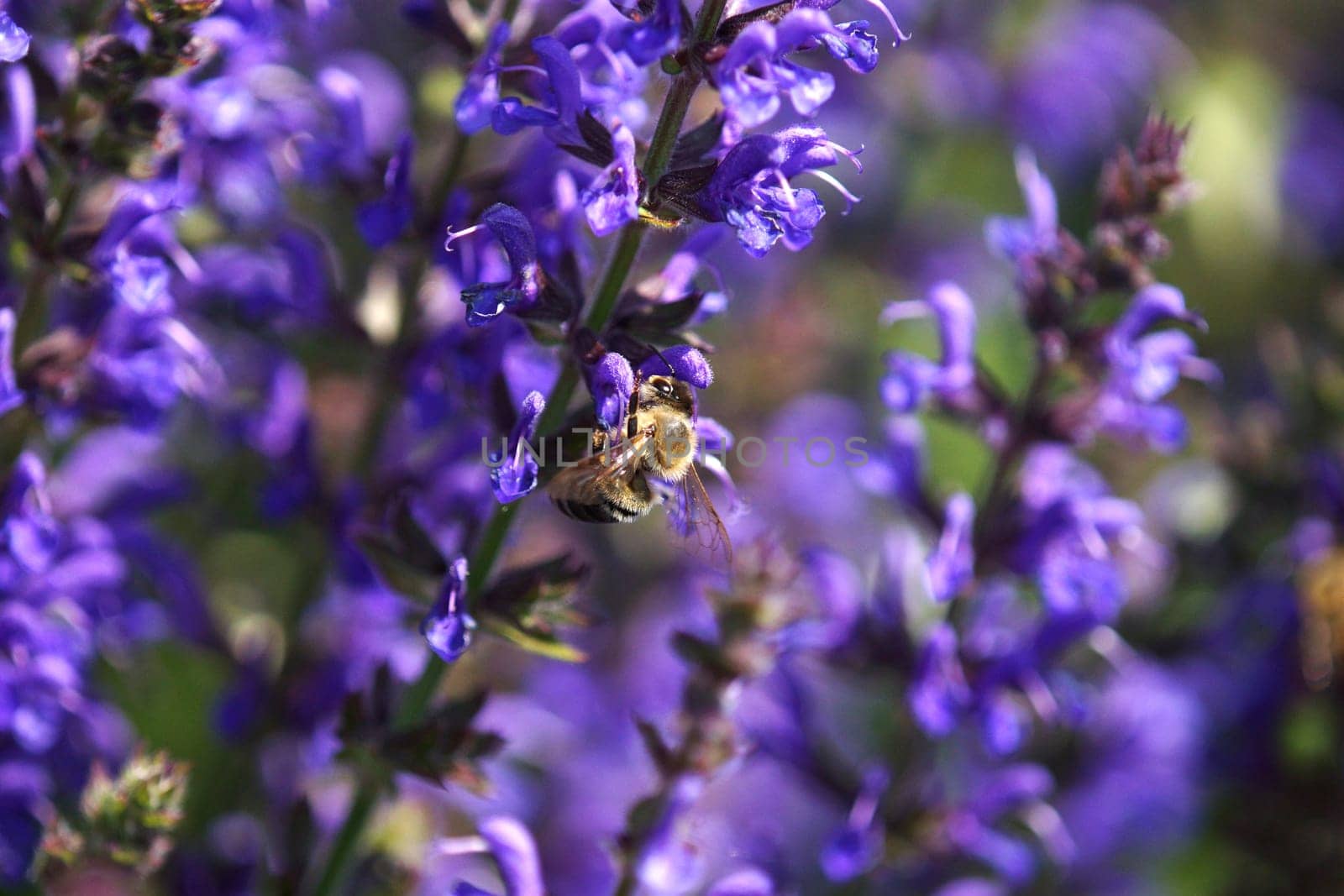 Honey bee