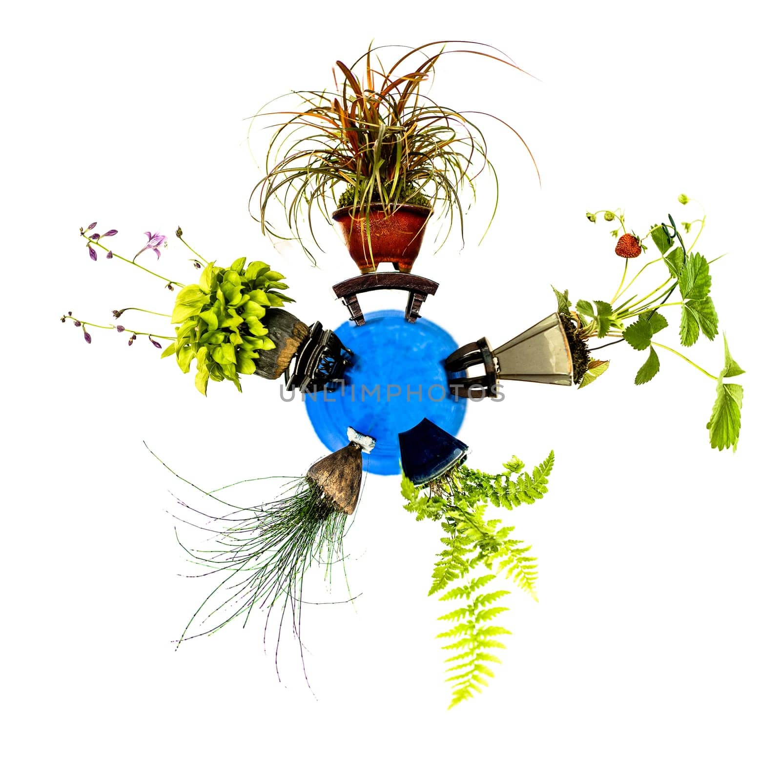 Mini planet with five plants such as fern,grass and strawberry