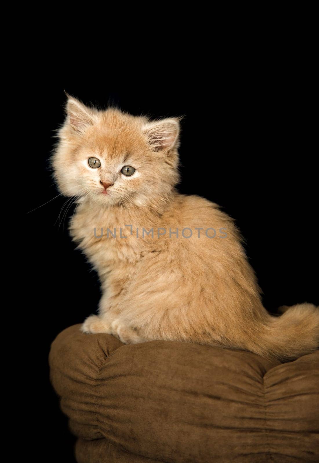 Celina in Portrait