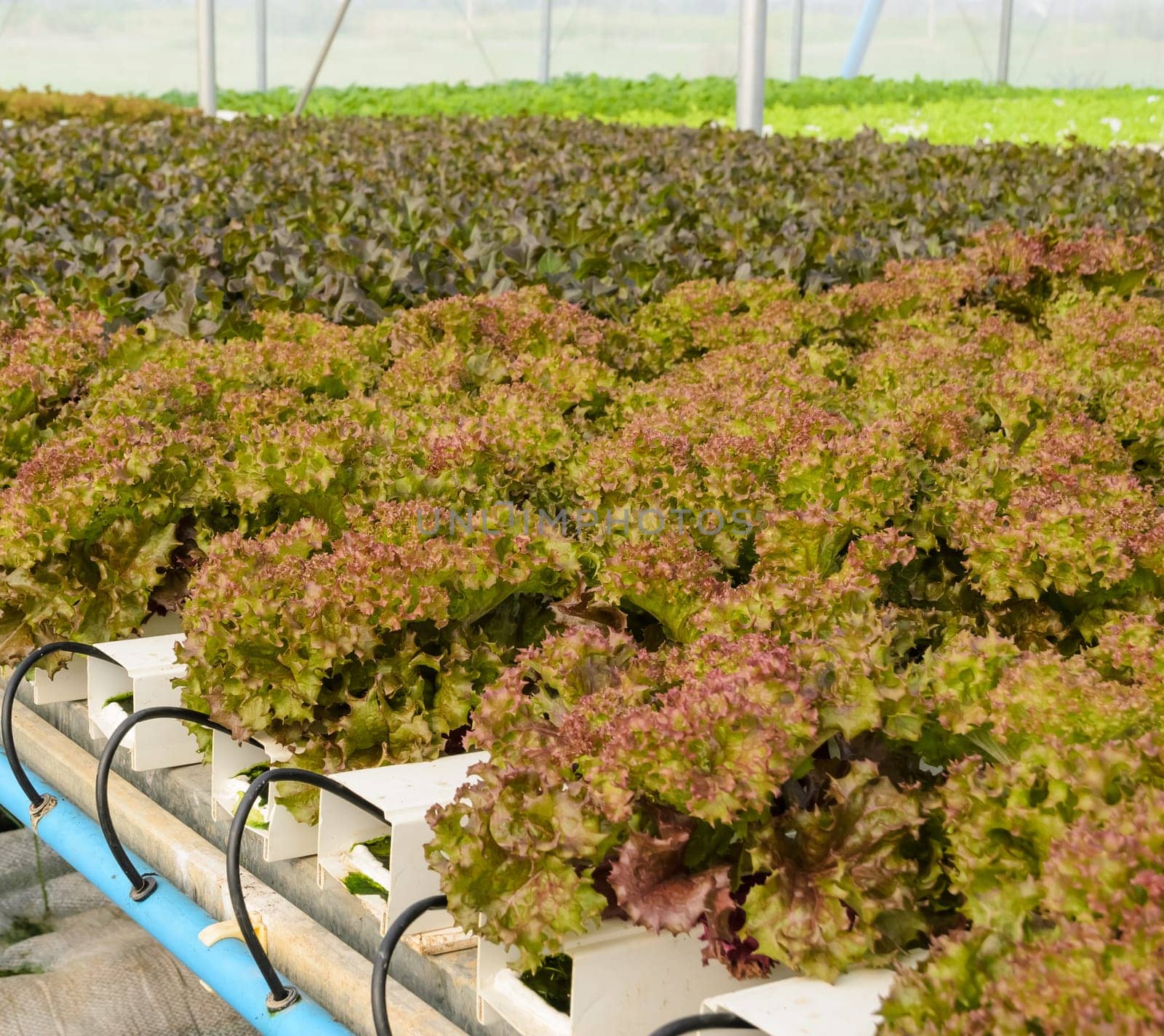 Hydroponics red leaf lettuce vegetable