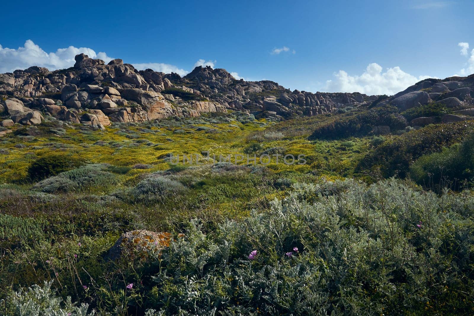 Italy, sardinia, mediterranean vegetation - view of sea and countryside. Santa Teresa di Gallura