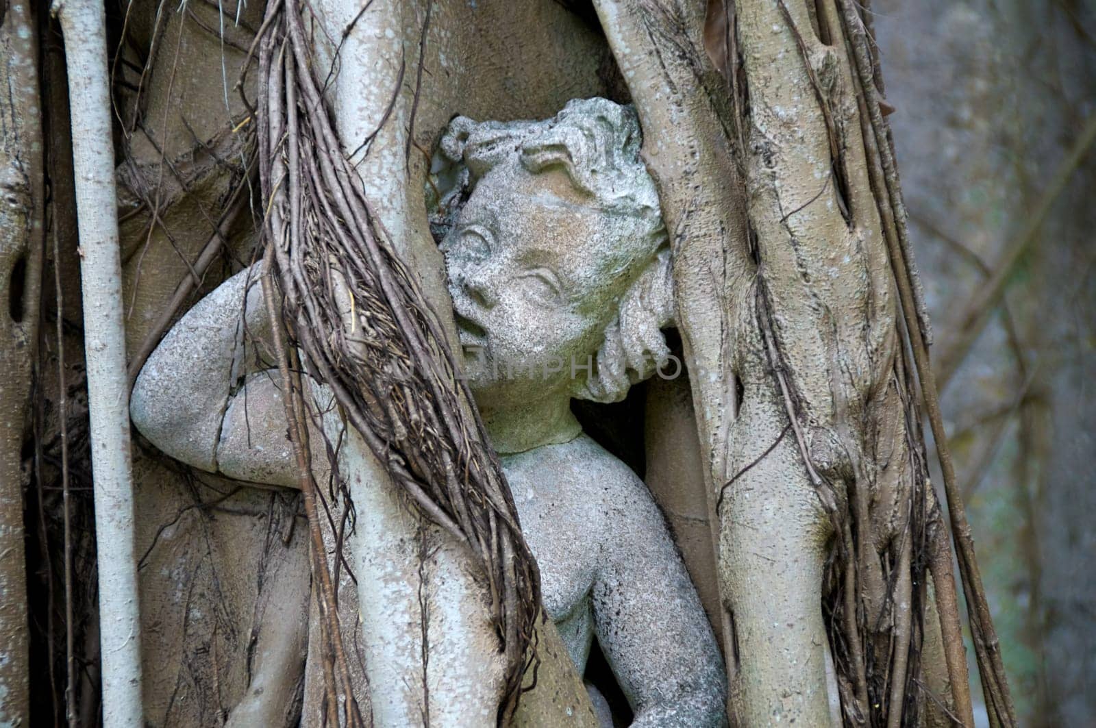 A statue of a child or cherub is engulfed by the roots of a banyon tree that has grown up around it.