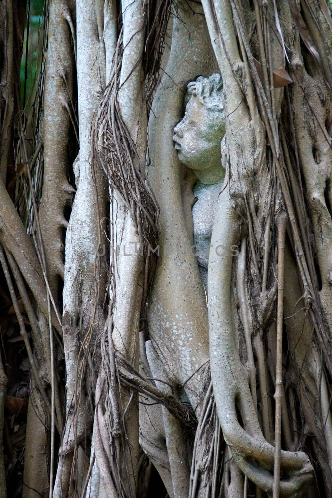 A statue of a child or cherub is engulfed by the roots of a banyon tree that has grown up around it.