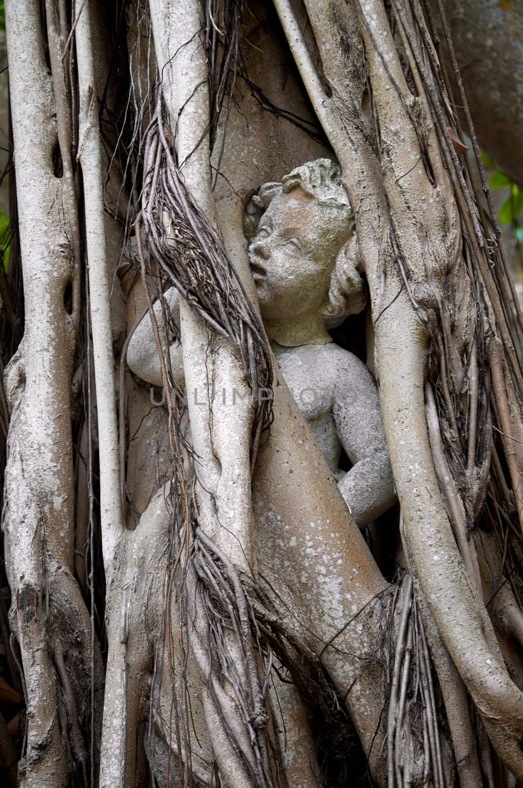 A statue of a child or cherub is engulfed by the roots of a banyon tree that has grown up around it.