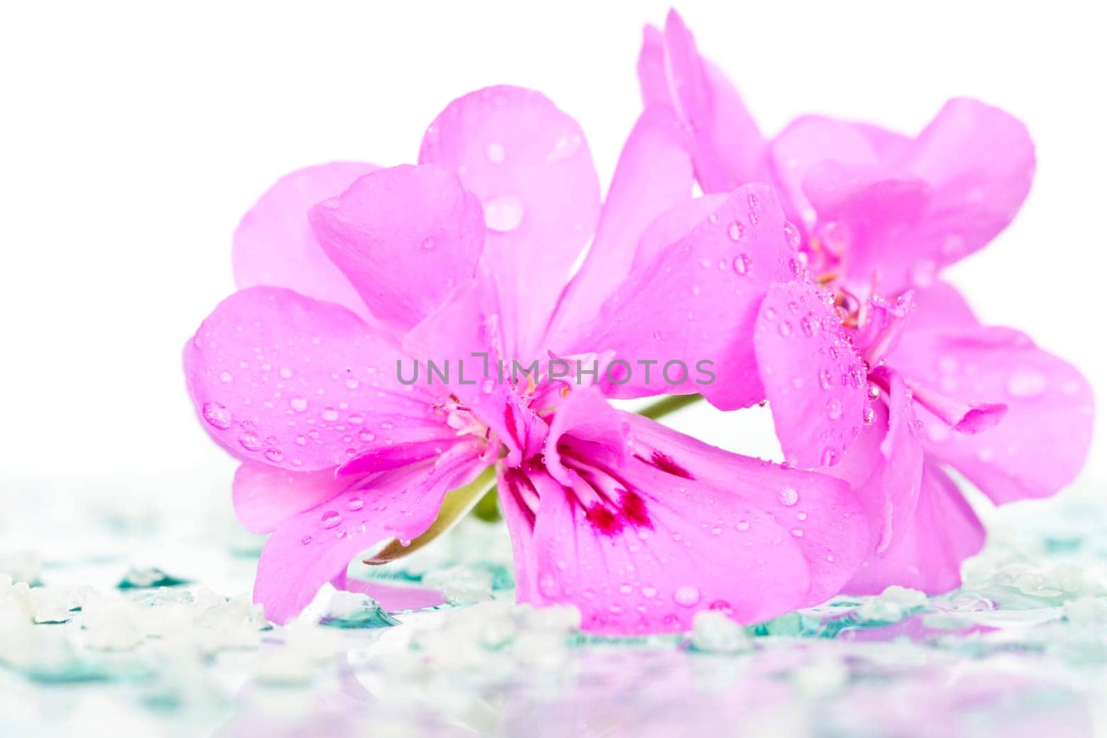 Spa stones and pink flower on white background