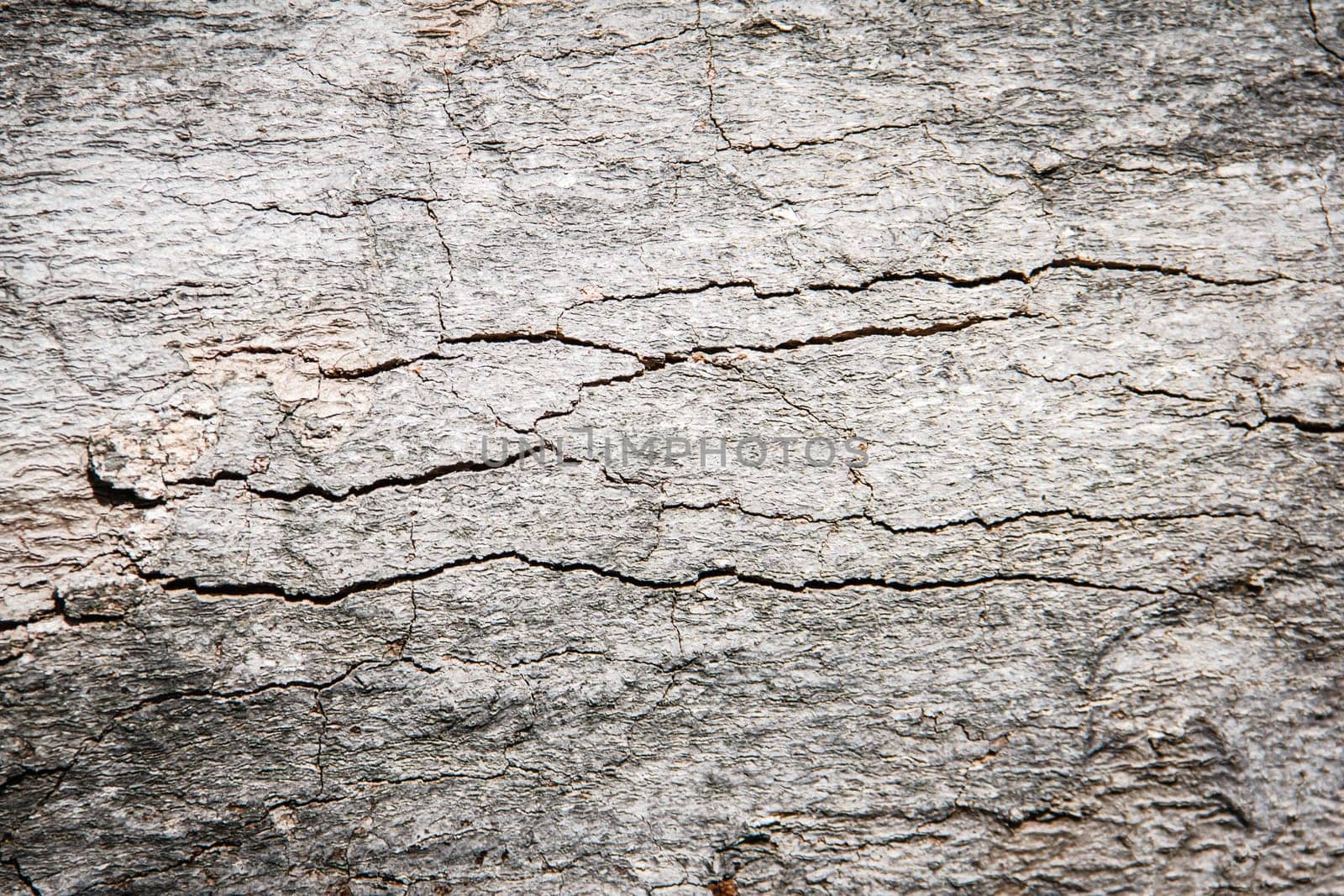 Bark of  Wood Tree Texture Background Pattern