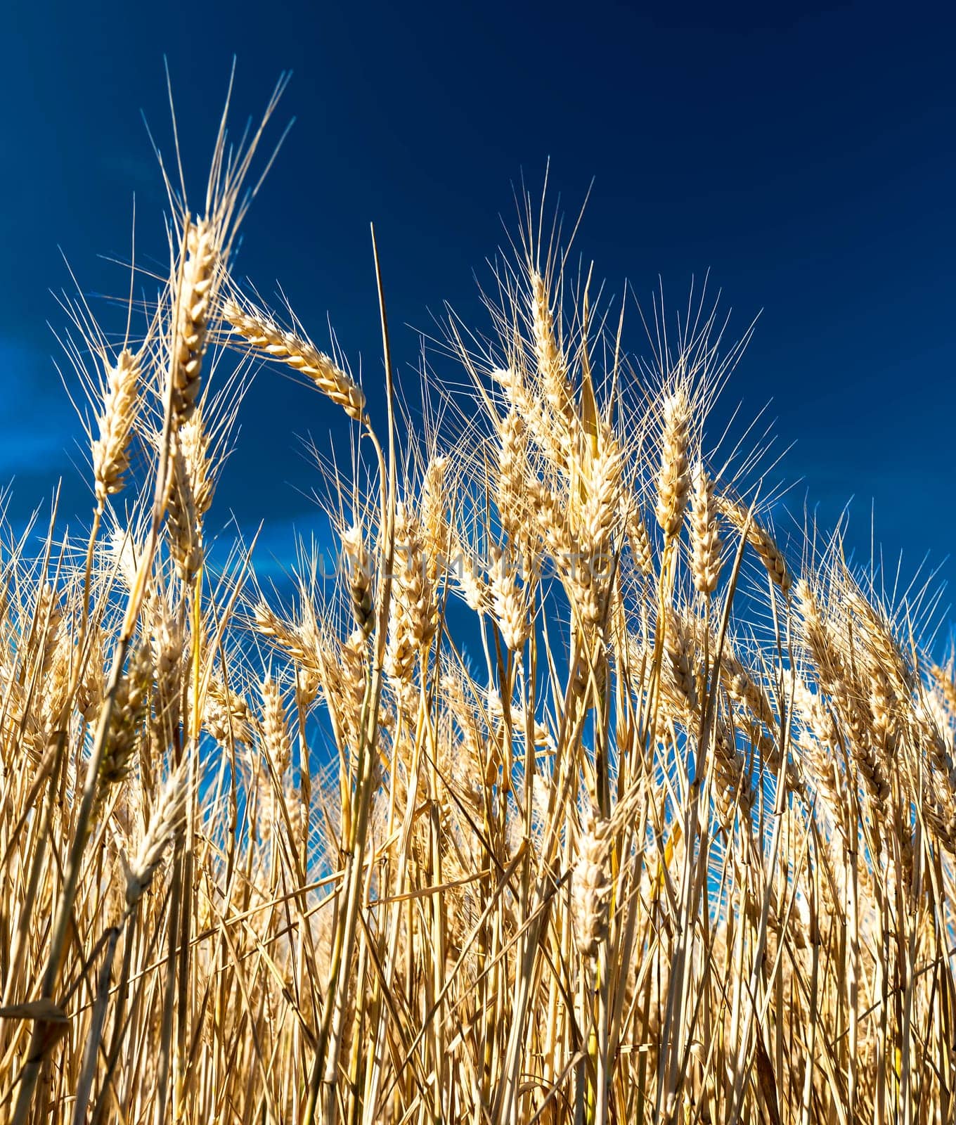 backdrop of ripening ears of yellow wheat field on the sunset cloudy orange sky background Copy space of the setting sun rays on horizon in rural meadow Close up nature photo Idea of a rich harvest