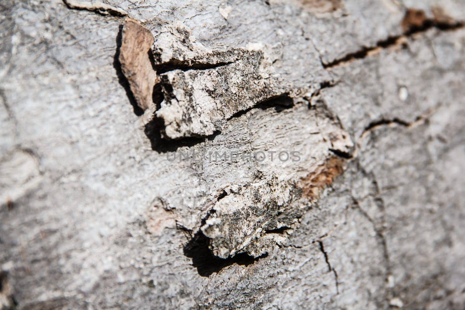 Bark of  Wood Tree Texture Background Pattern