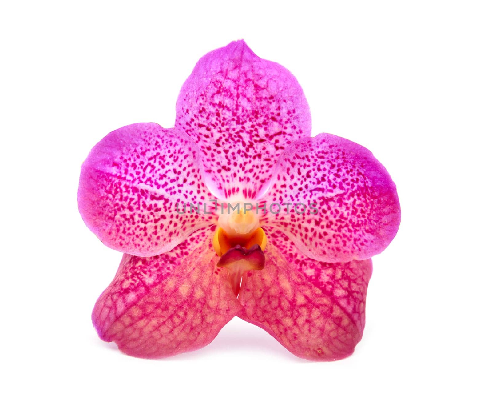 beautiful blooming orchid isolated on white background