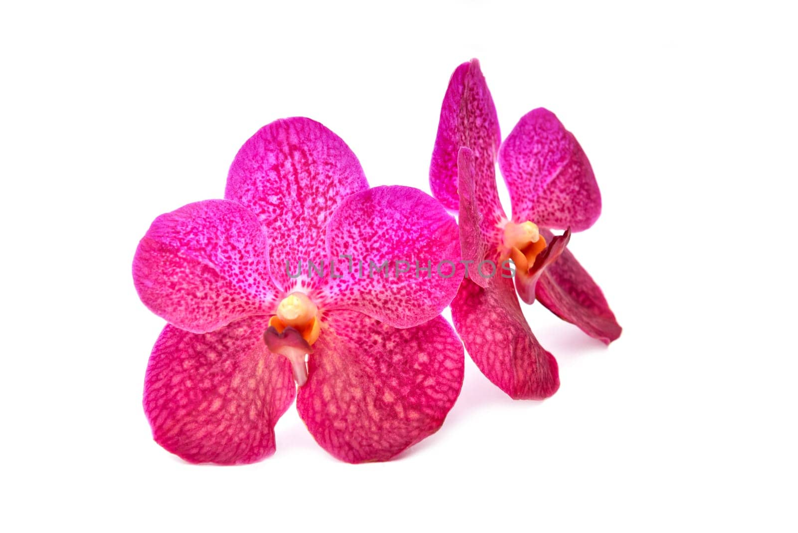 beautiful blooming orchid isolated on white background