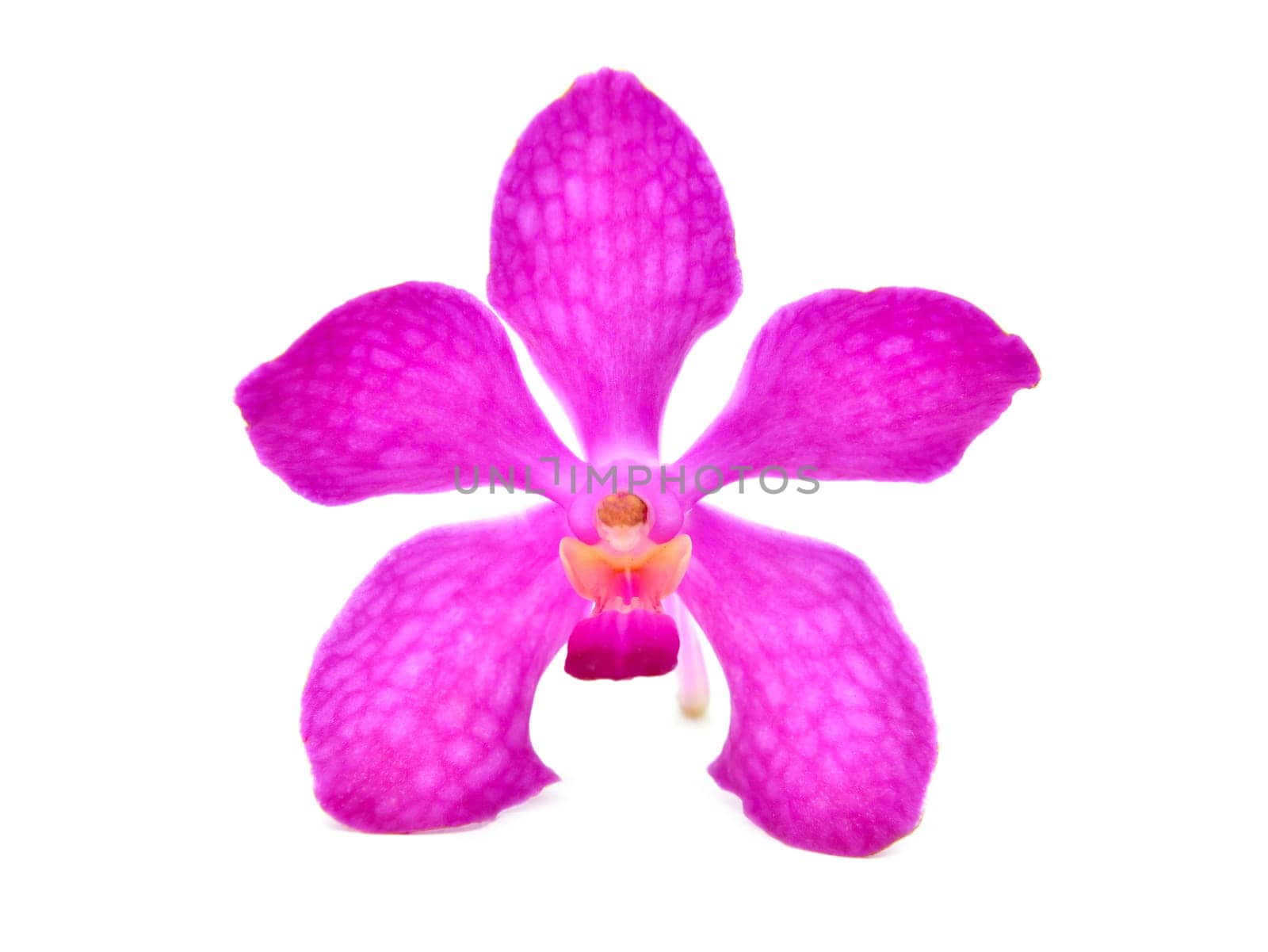 beautiful blooming orchid isolated on white background