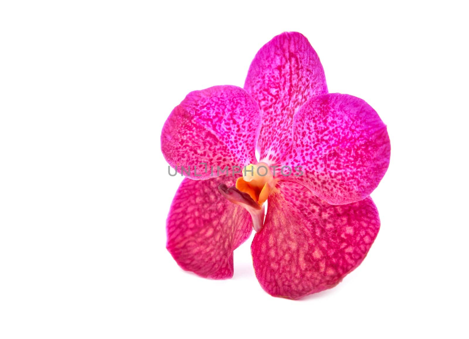 beautiful blooming orchid isolated on white background