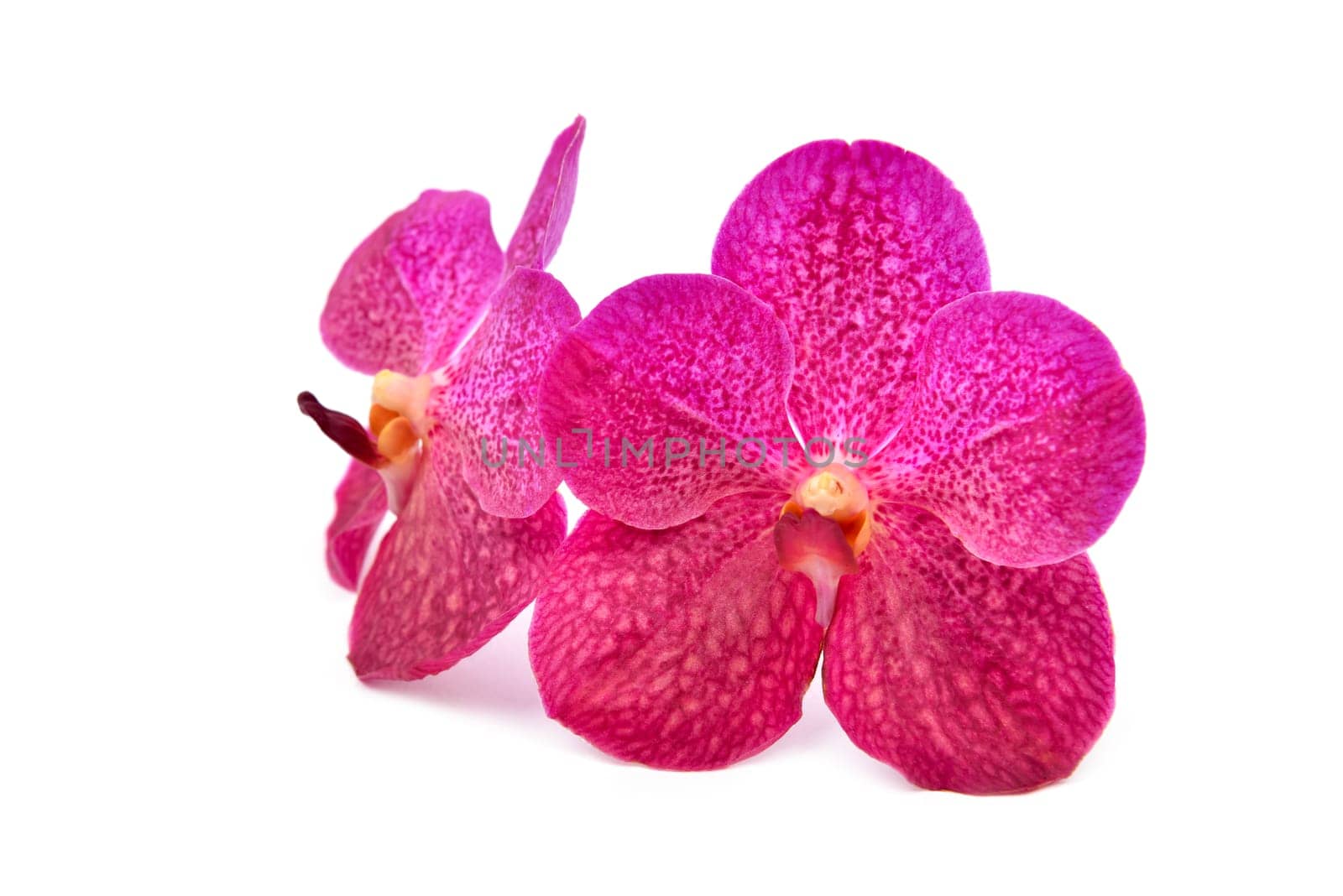 beautiful blooming orchid isolated on white background