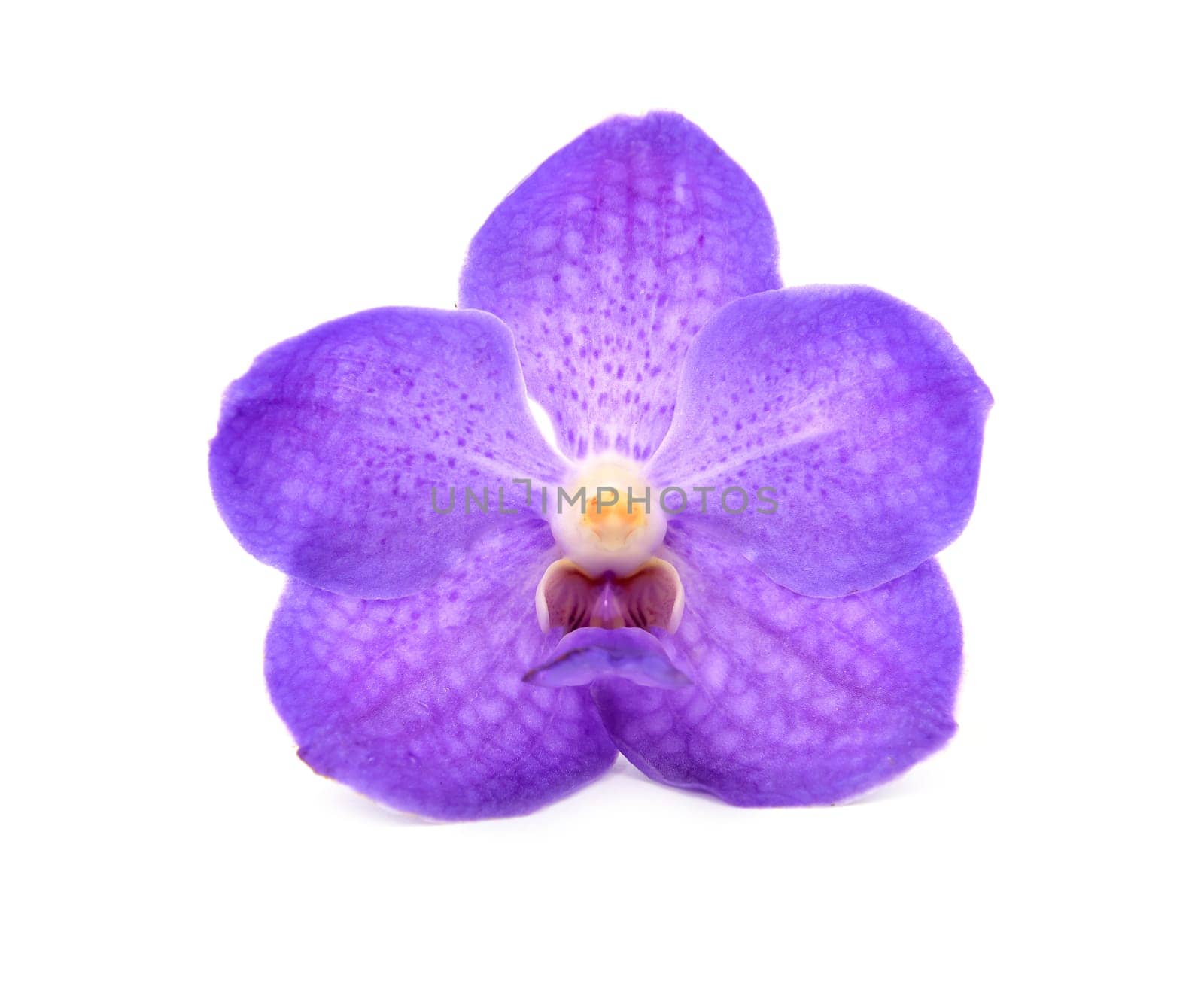beautiful blooming orchid isolated on white background
