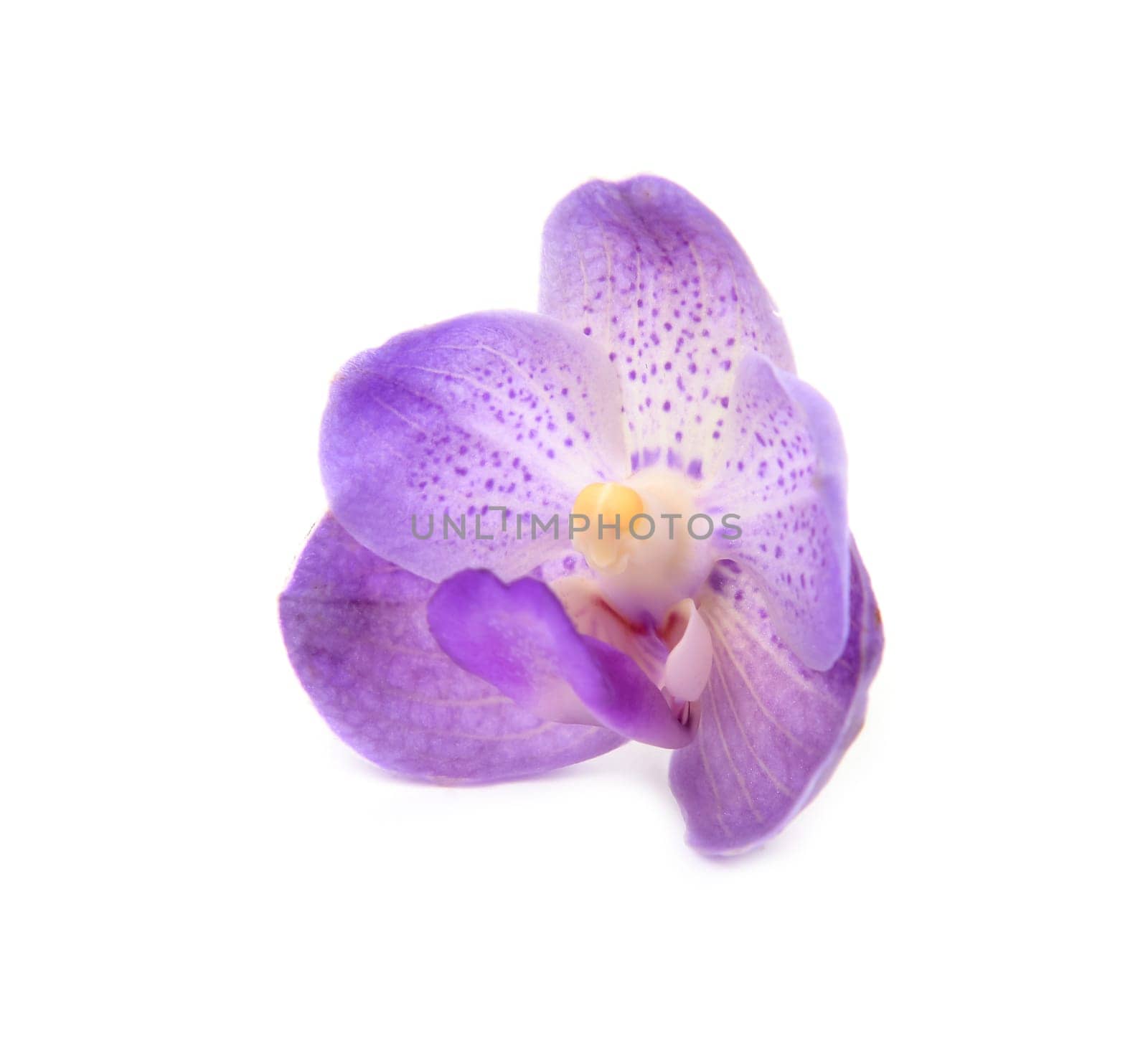 beautiful blooming orchid isolated on white background