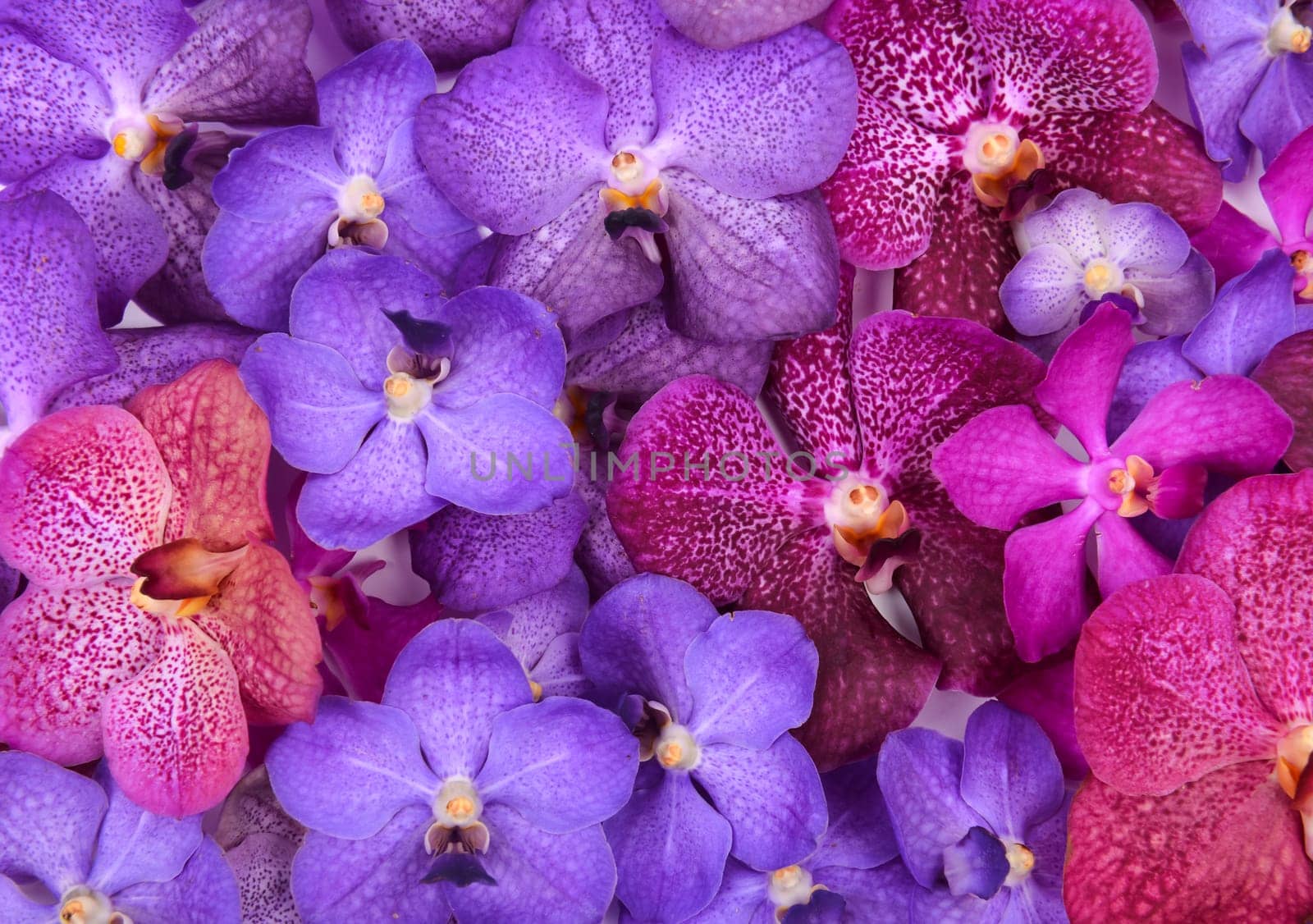 group of beautiful blooming orchid