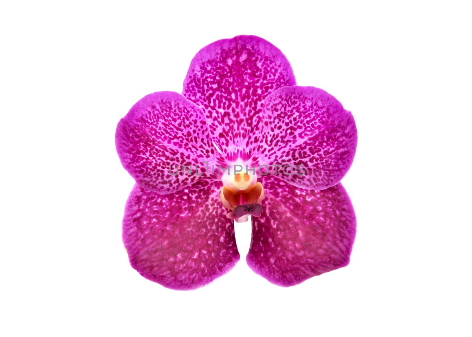 beautiful blooming orchid isolated on white background