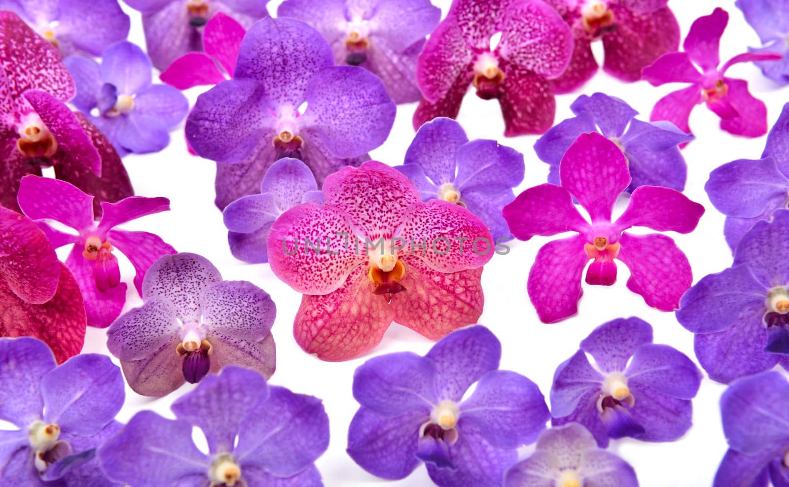 beautiful blooming orchid isolated on white background