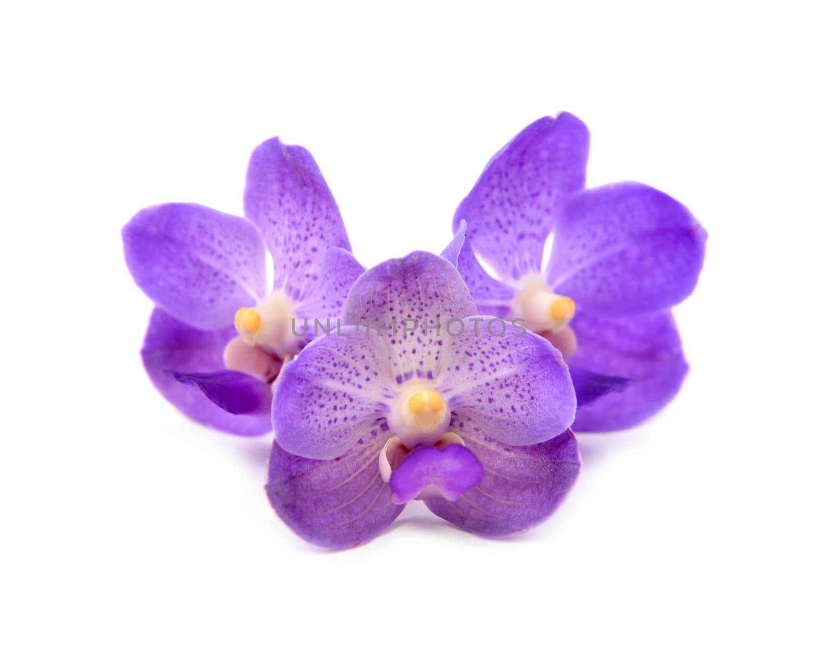beautiful blooming orchid isolated on white background